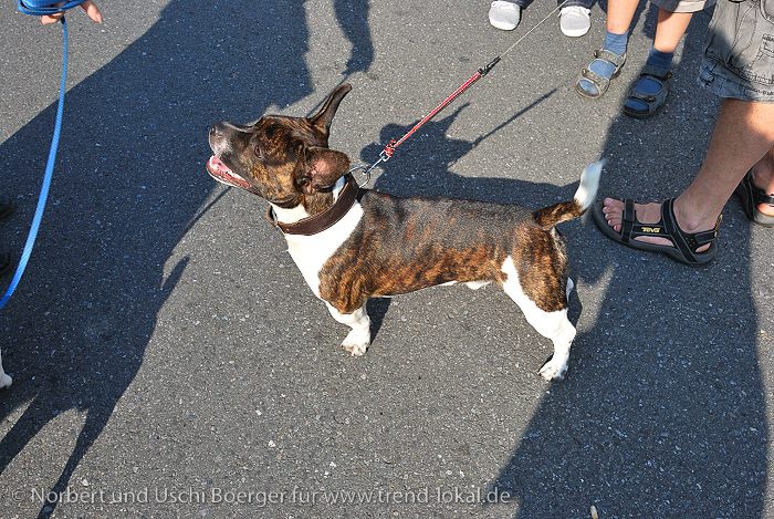 kartoffelDSC_9221