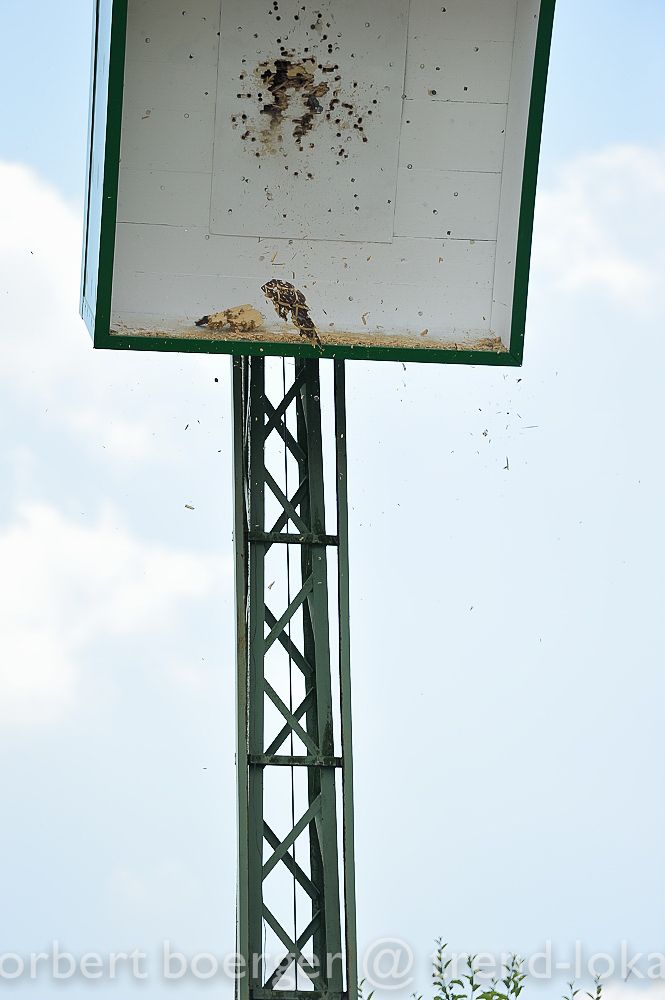 NBO_9981