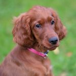 Hundesteuer wird in Rietberg teurer