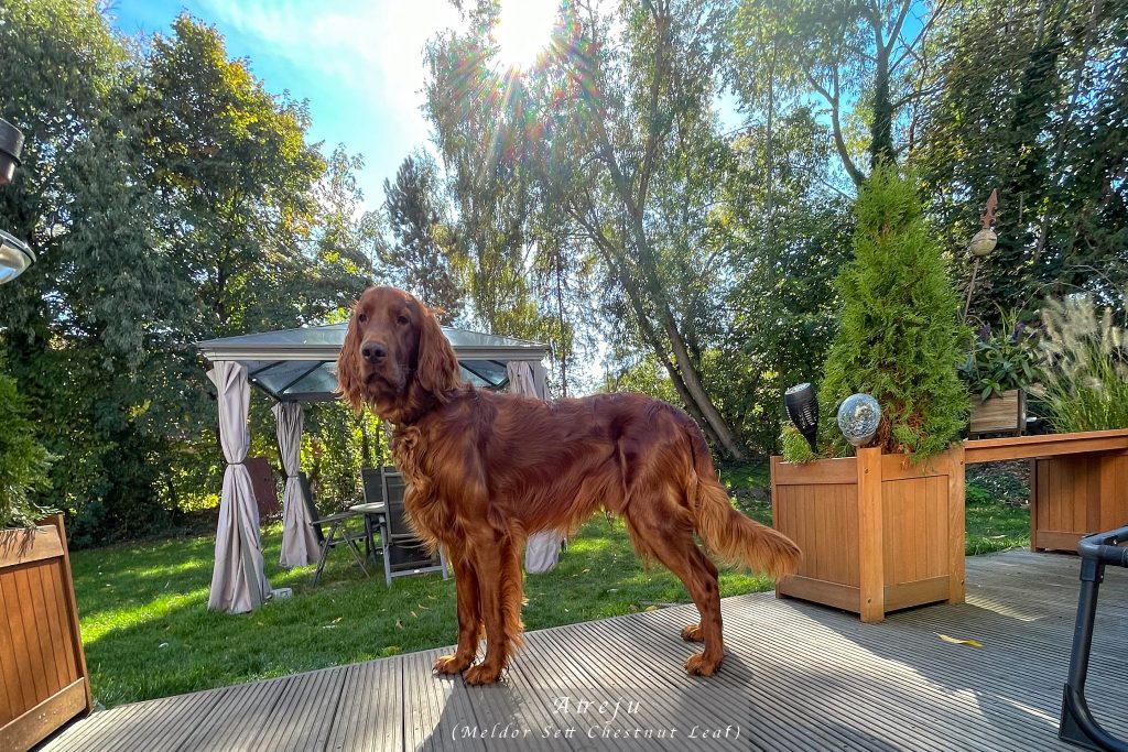 Hundesteuer