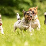 Rietberg kontrolliert die Hundesteuer