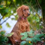 Rietberg kontrolliert die Hundesteuer