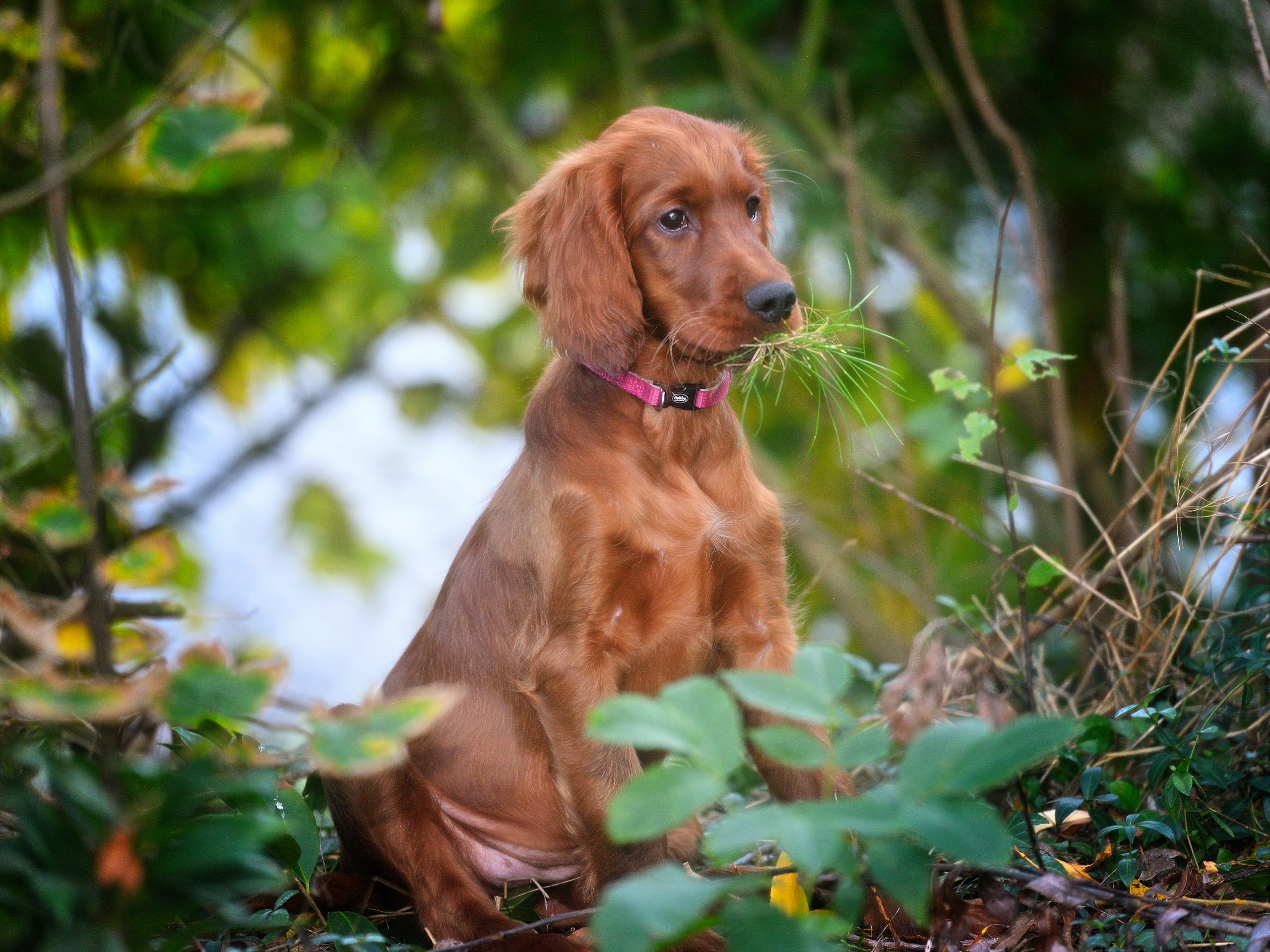 Irish Setter